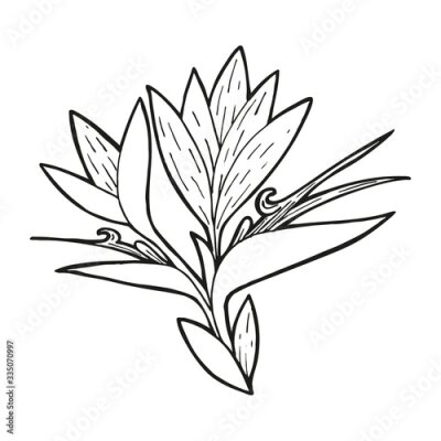 Papier peint  Single hand drawn Strelitzia flower, exotic tropical flower. In doodle style, black outline isolated on a white background. Element for card, poster, social media banner, sticker. Vector illustration