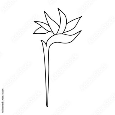 Papier peint  Single hand drawn strelitzia. Vector illustration in doodle style. Isolate on a white background.