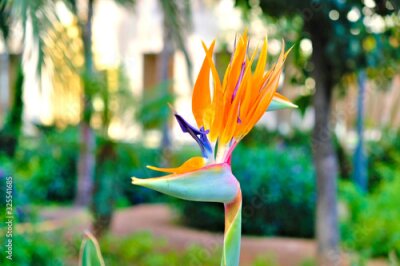 Papier peint  Single isolated orange crane flower (Strelitzia reginae).