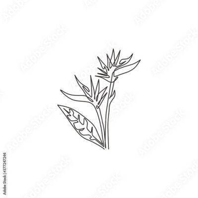 Papier peint  Single one line drawing beauty fresh strelitzia for garden logo. Decorative bird of paradise flower concept for home wall decor art poster print. Modern continuous line draw design vector illustration