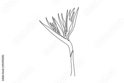 Papier peint  Single one line drawing beauty fresh strelitzia for home art wall decor poster print. Decorative bird of paradise flower concept for green park. Continuous line draw design graphic vector illustration