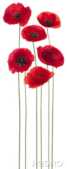 Papier peint  Six fleurs sur de longues tiges