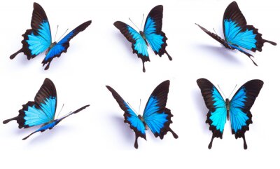 Six papillons bleus aux formes exotiques