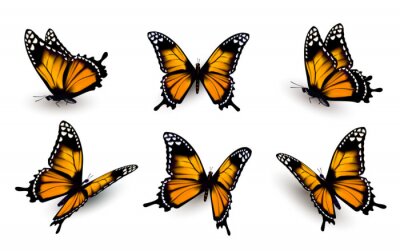 Six papillons orange dans différentes positions