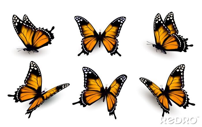 Papier peint  Six papillons orange dans différentes positions