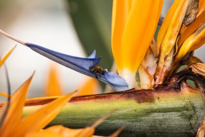 Papier peint  Small bee on the flower of the plant Strelitzia or Queen Charlotte or bird of paradise flower (plant) or crane flower yellow and blue