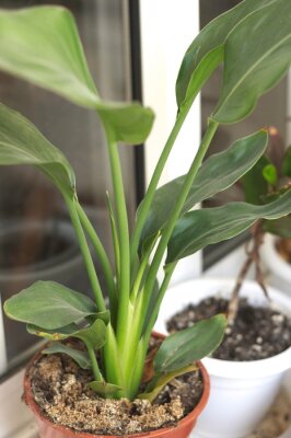 Papier peint  Small juvenile bird of paradise houseplant (Strelitzia augusta or Strelitzia nicolai)