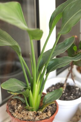 Papier peint  Small juvenile bird of paradise houseplant (Strelitzia augusta or Strelitzia nicolai)