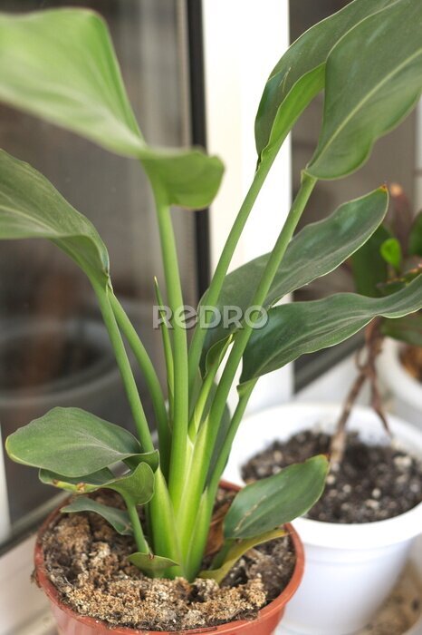 Papier peint  Small juvenile bird of paradise houseplant (Strelitzia augusta or Strelitzia nicolai)