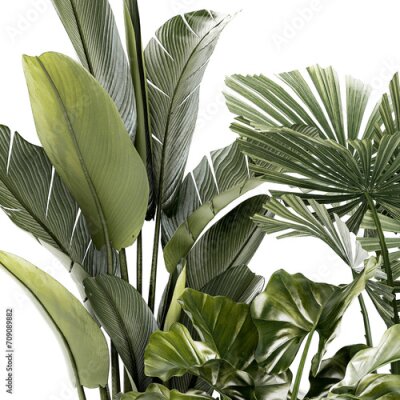 Papier peint  Small plants white modern pots Strelitzia Licuala fan palm  isolated on white background