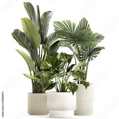 Papier peint  Small plants white modern pots Strelitzia Licuala fan palm  isolated on white background