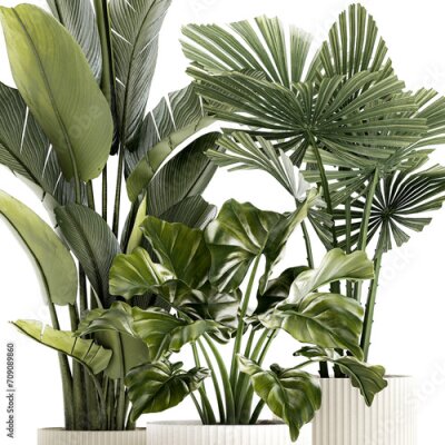 Papier peint  Small plants white modern pots Strelitzia Licuala fan palm  isolated on white background