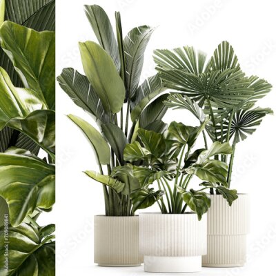 Papier peint  Small plants white modern pots Strelitzia Licuala fan palm  isolated on white background