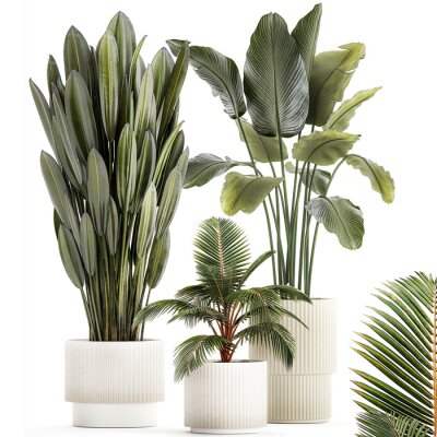 Papier peint  Small Potted Plants Strelitzia Banana Coconut Palm  isolated on white background 