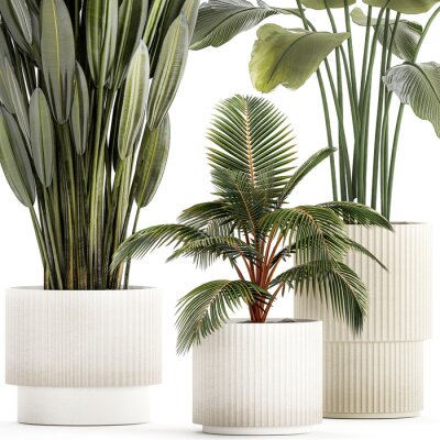 Papier peint  Small Potted Plants Strelitzia Banana Coconut Palm  isolated on white background 