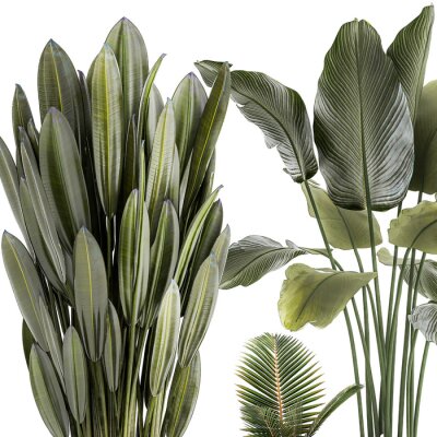 Papier peint  Small Potted Plants Strelitzia Banana Coconut Palm  isolated on white background 