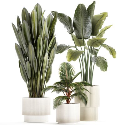 Papier peint  Small Potted Plants Strelitzia Banana Coconut Palm  isolated on white background 