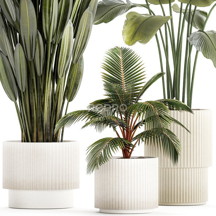 Papier peint  Small Potted Plants Strelitzia Banana Coconut Palm  isolated on white background 