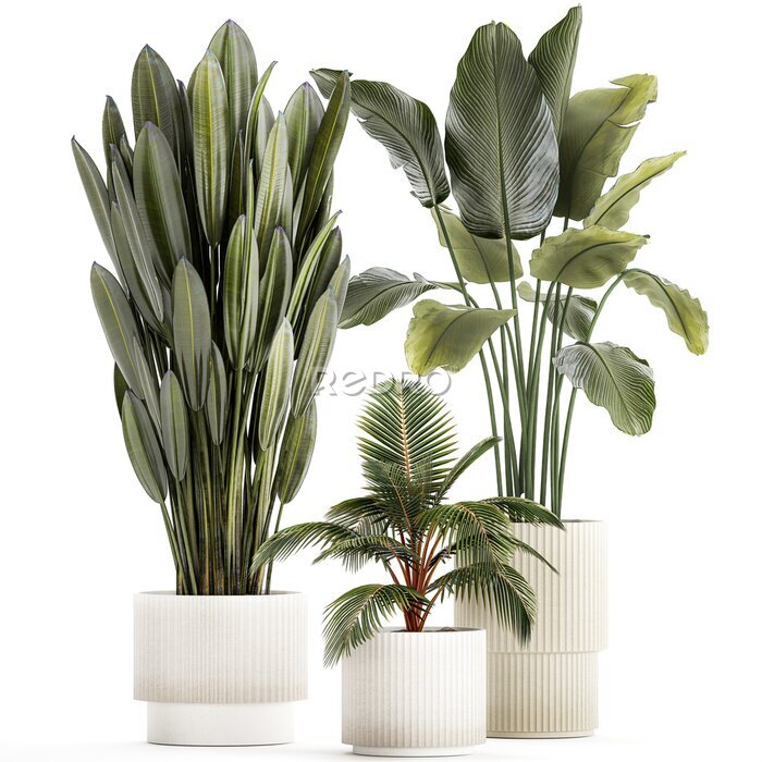 Papier peint  Small Potted Plants Strelitzia Banana Coconut Palm  isolated on white background 