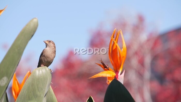 Papier peint  Small tiny bird and strelitzia bird of paradise orange flower bloom, crane flower inflorescence exotic tropical blossom. California flora and fauna, USA plants and animals. Botanical floral background