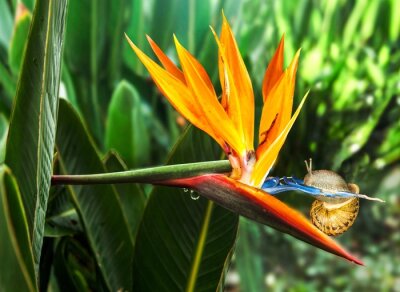 Papier peint  Snail sitting on a  beautiful flower strelitzia "Bird of Paradise Plant" 