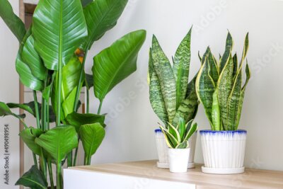 Papier peint  Snake Plants (Dracaena trifasciata, Sansevieria trifasciata) on a wooden cabinet besides a Giant White Bird of Paradise Plant (Strelitzia nicolai), decorating and freshening up home