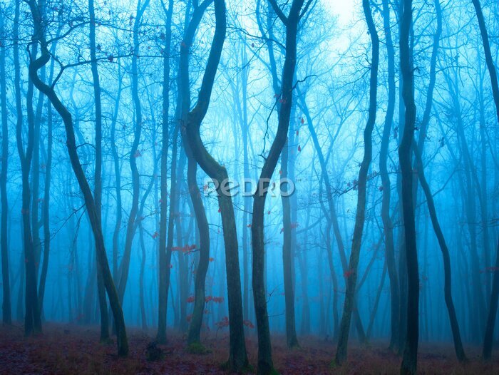 Papier peint  Soirée bleue dans la forêt