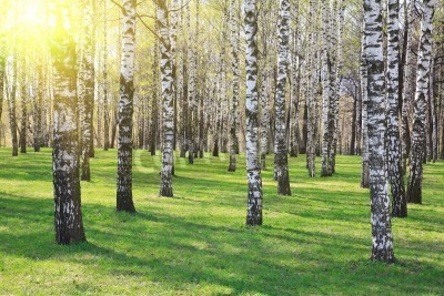 Papier peint  Soleil brillant dans une forêt de bouleaux