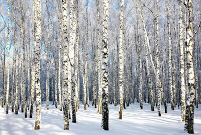 Soleil d'hiver et forêt de bouleaux