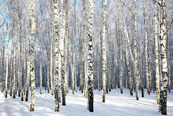 Papier peint  Soleil d'hiver et forêt de bouleaux
