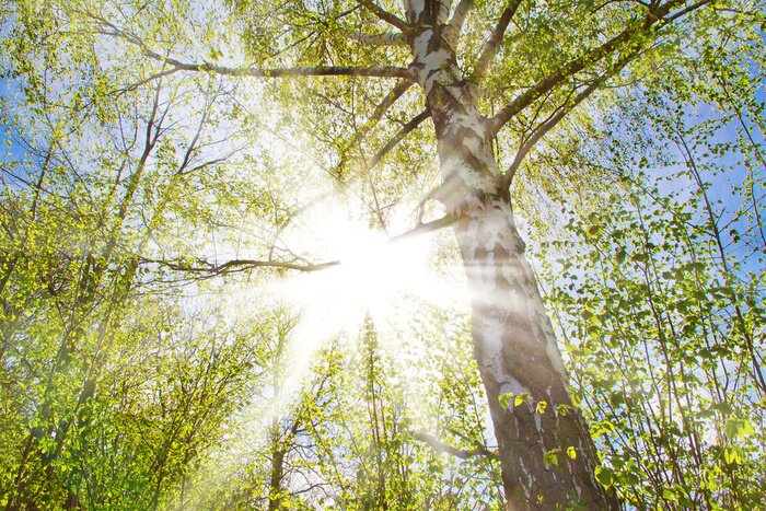 Papier peint  Soleil et bouleaux