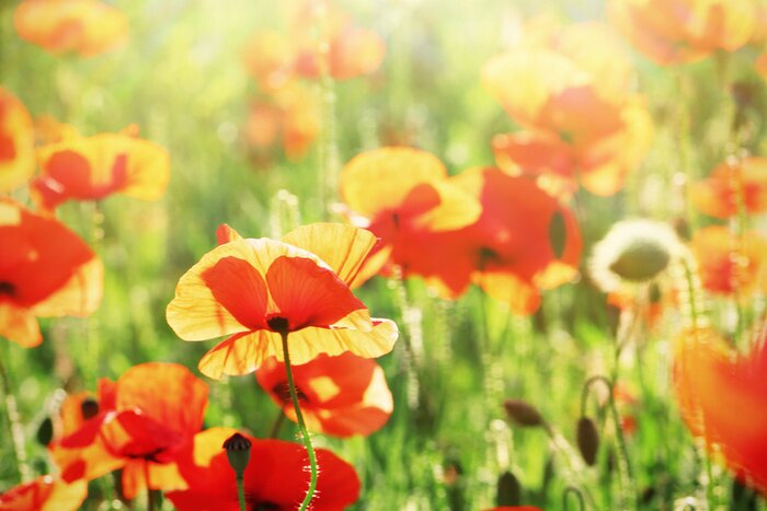 Papier peint  Soleil et coquelicots