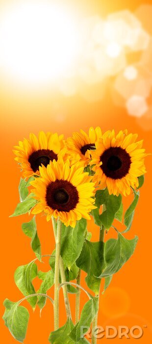 Papier peint  Soleil et fleurs