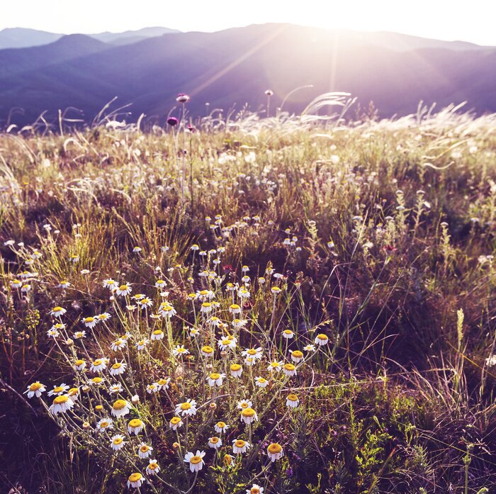 Papier peint  Soleil et fleurs des champs