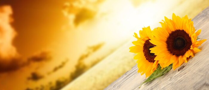 Papier peint  Soleil et fleurs oranges