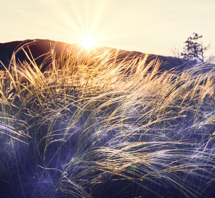 Papier peint  Soleil et prairie