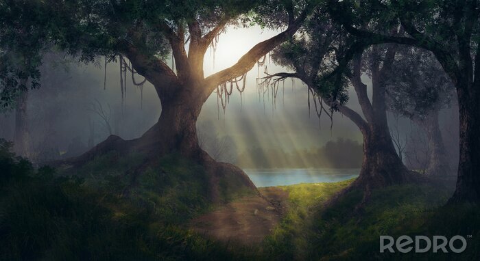 Papier peint  Soleil, rayons, forêt