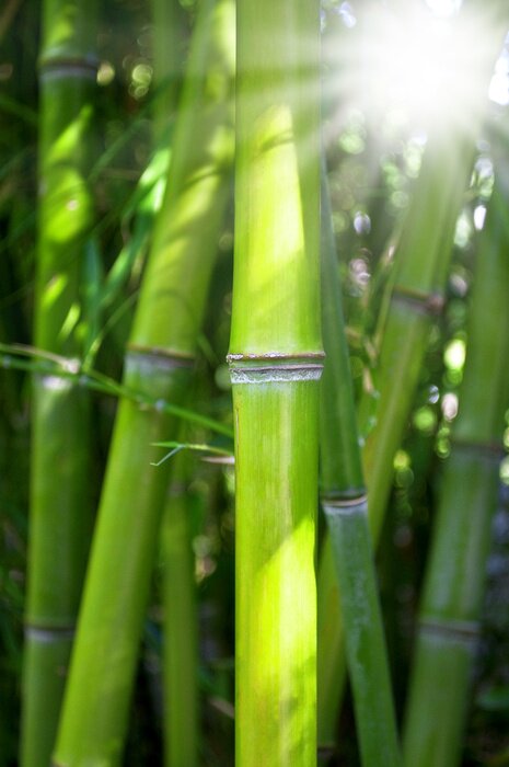 Papier peint  Soleil traversant la forêt de bambous