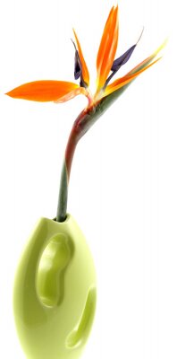 Papier peint  soliflore tige Strelitzia fond blanc