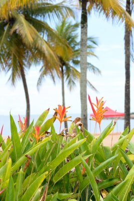 Papier peint  Some strelitzia flowers known also as "bird of paradise" at the seaside of Vitoria, Brazil, in the back ground some palm trees