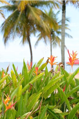Papier peint  Some strelitzia flowers known also as "bird of paradise" at the seaside of Vitoria, Brazil, in the back ground some palm trees