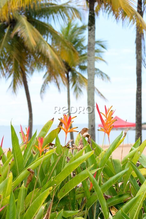 Papier peint  Some strelitzia flowers known also as &quot;bird of paradise&quot; at the seaside of Vitoria, Brazil, in the back ground some palm trees
