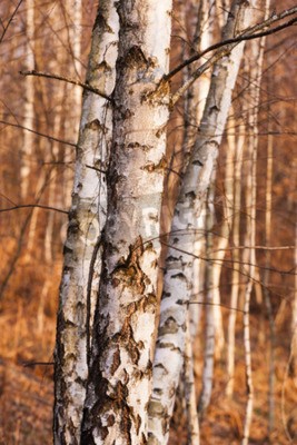 Papier peint  Souches de bouleau d'automne