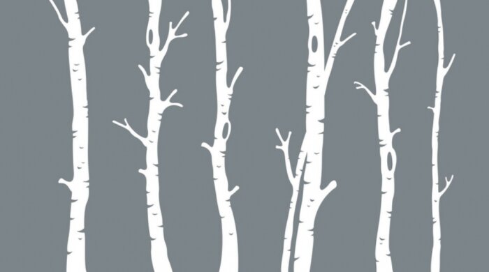 Papier peint  Souches de bouleau sur fond gris