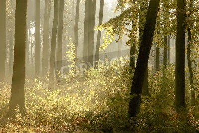 Papier peint  Sous-bois luxuriant