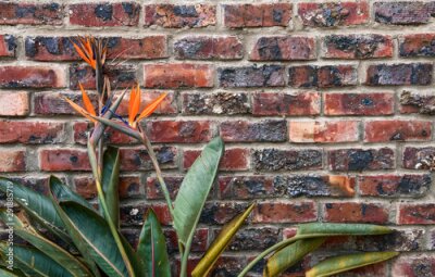 Papier peint  South African Strelitzia With Brick Texture