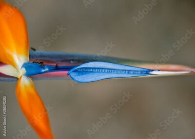 Papier peint  Southern exotic flower Strelitzia Bird of Paradise.