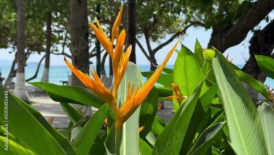 Papier peint  southern flowers strelitzia in tropical garden