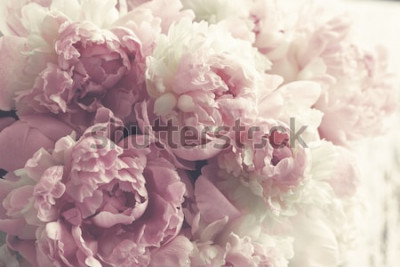 Papier peint  Splendides pivoines