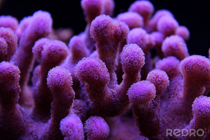 Papier peint  Sps coral in marine aquarium